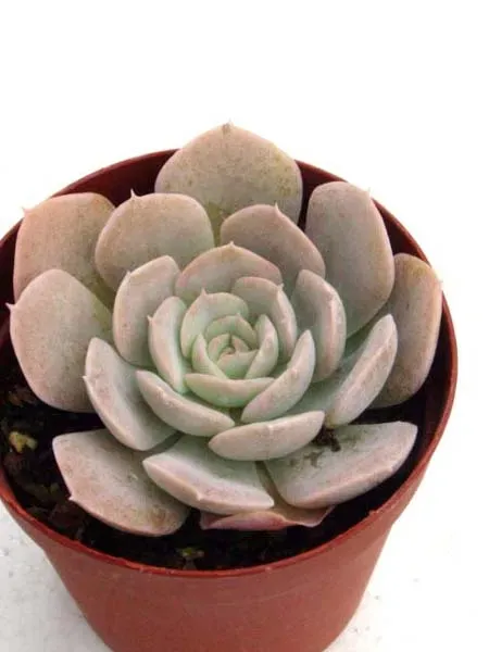 多肉植物 ルンヨニーの【絶対成功】育て方：初心者でも驚くほど簡単に増やして部屋を彩る方法